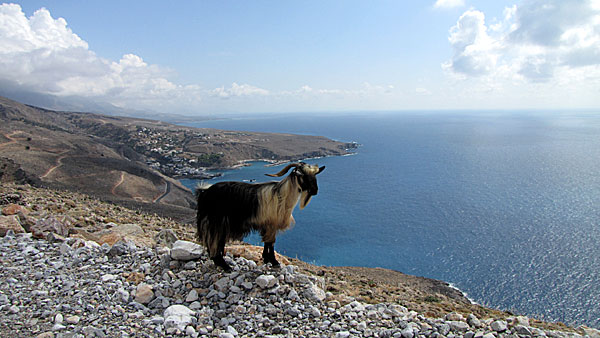 Sfakia - Kreta