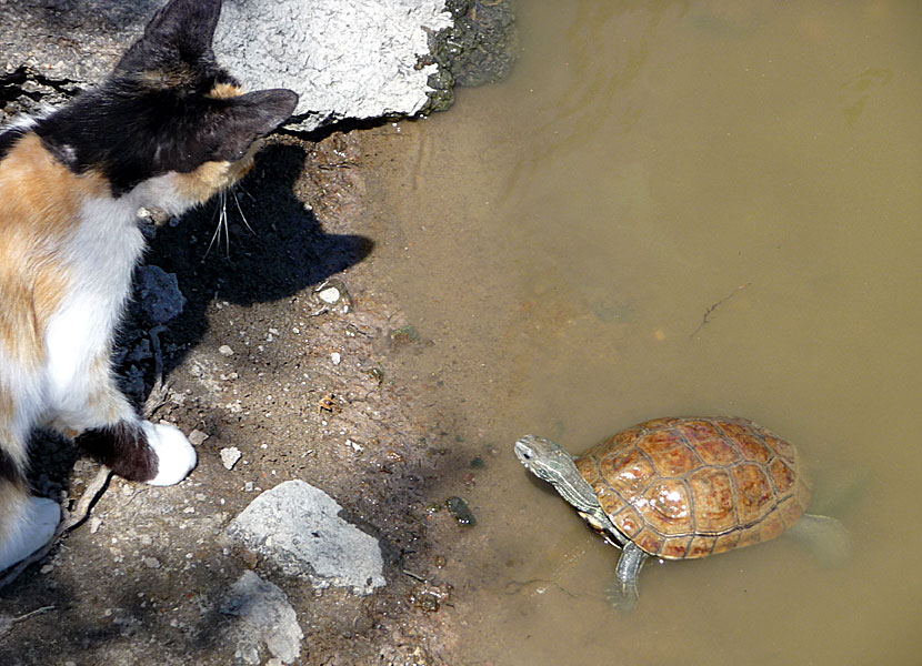 Katt och sköldpadda på Lesbos.