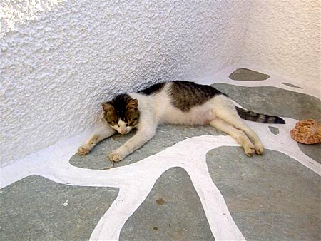 Katt Paros.