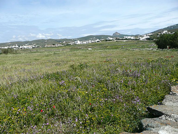 Blommor vid Agios Fokias Tinos.