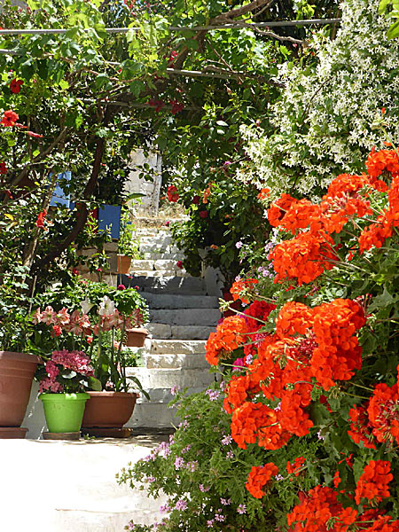 Vackra blommor på Kastellorizo i Grekland. 
