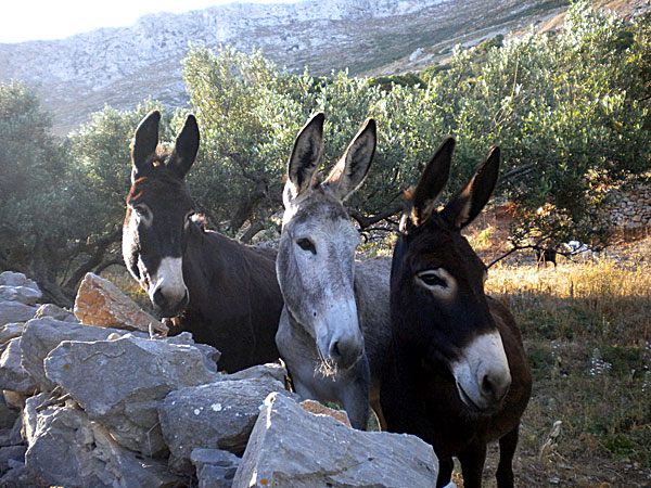 Amorgos.