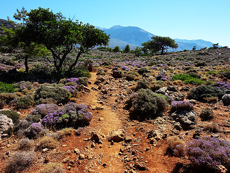 Lissos på Kreta