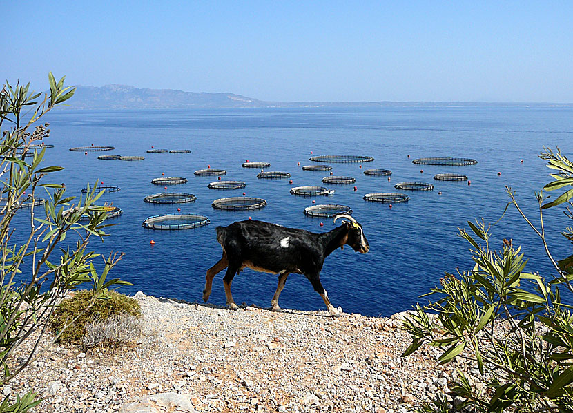 Fiskodling på Kalymnos.