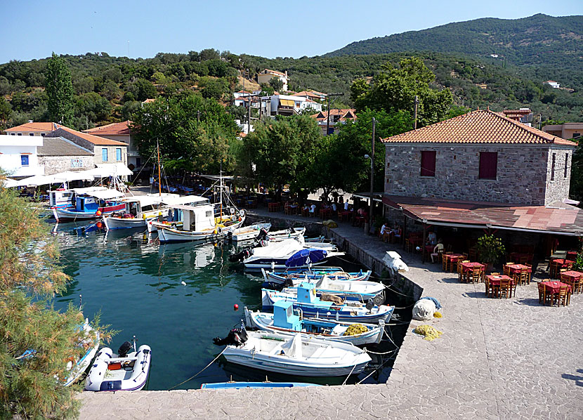 Skala Sikaminias på Lesbos