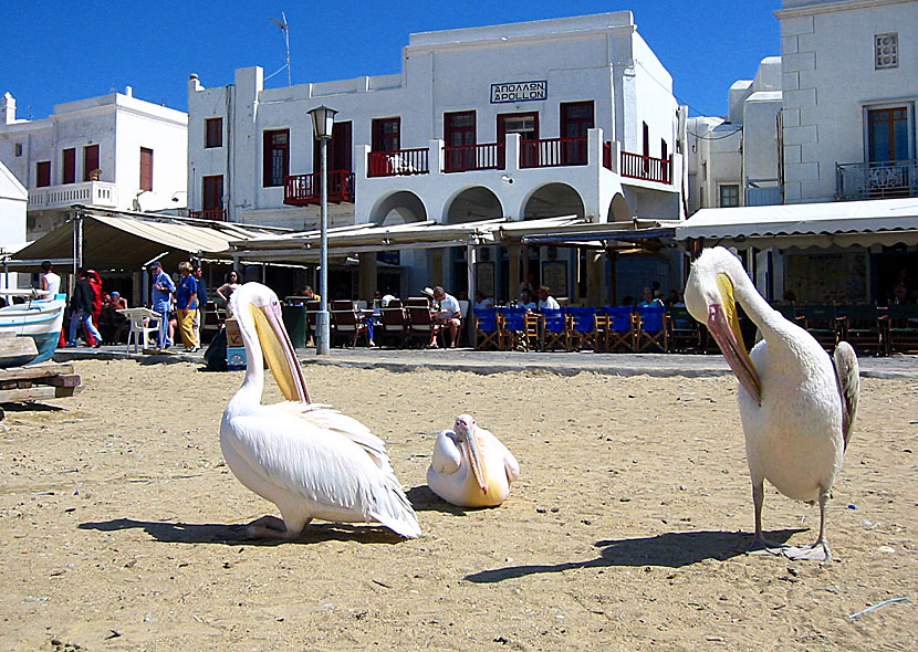 Pelikaner i Mykonos stad.