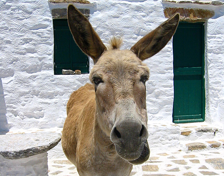 Åsna vid klostret Agios Theologos på Amorgos.