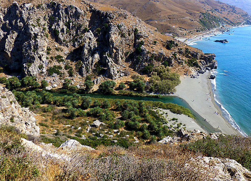 Palmstranden Preveli beach på södra Kreta.