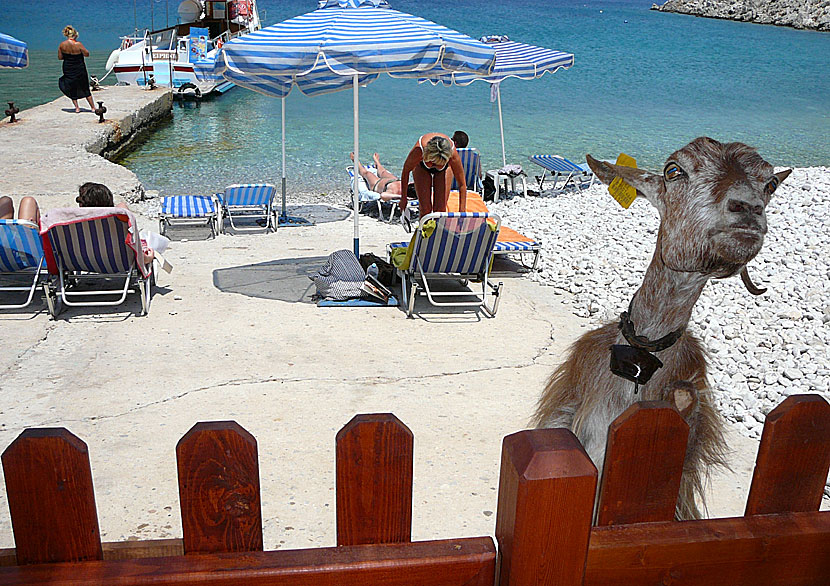 Getter vid Marathounda beach på Symi.