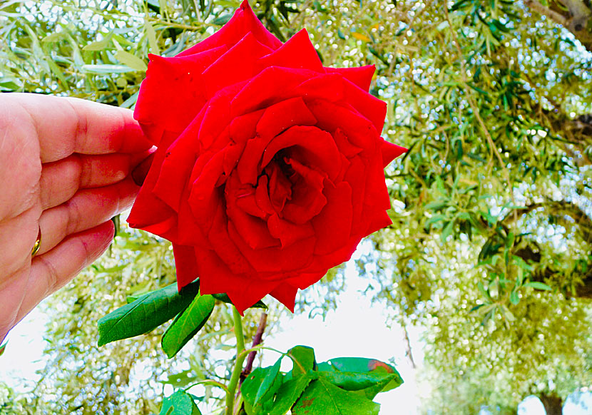 Rosor och andra vackra blommor på Alonissos i Grekland.  