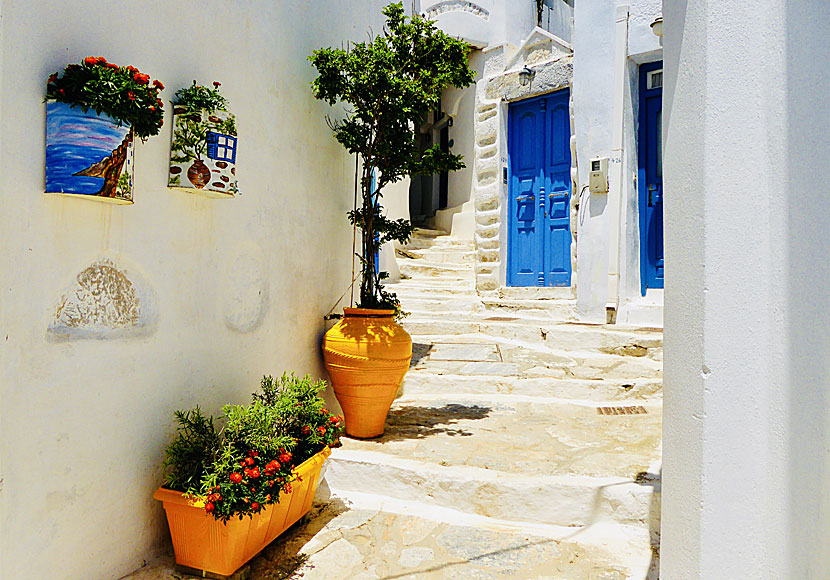 Blommor i Chora på Amorgos i Grekland.