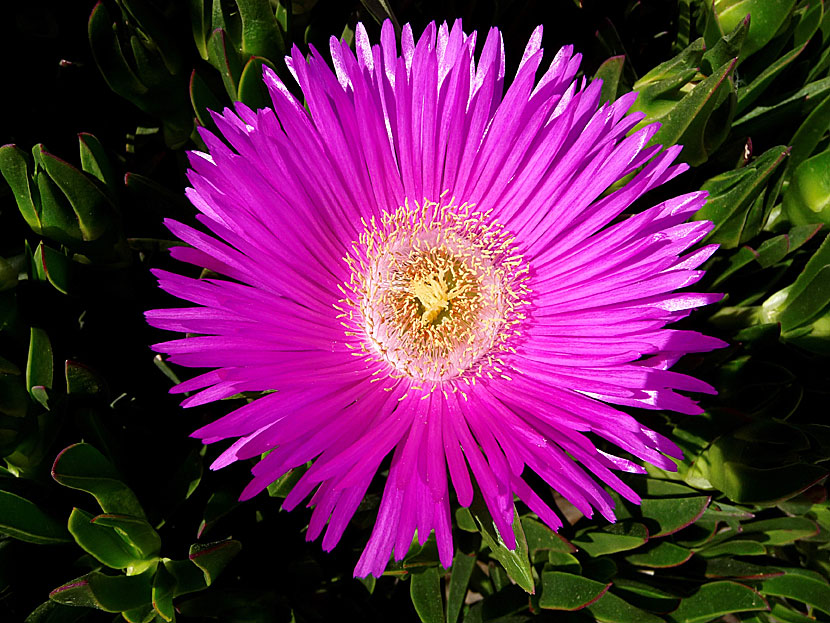 Carpobrotus dimidiatus, eller middagsblomma, växer på Amorgos i Grekland.