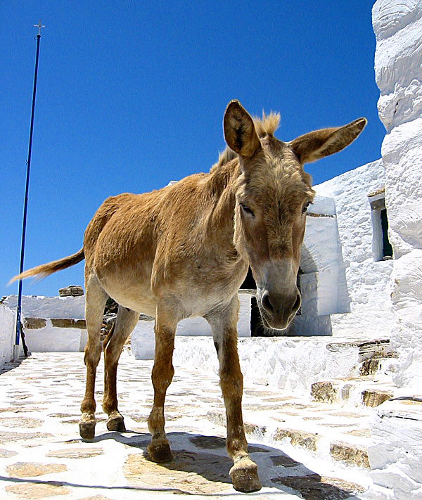 Åsnor på Amorgos i Kykladerna.