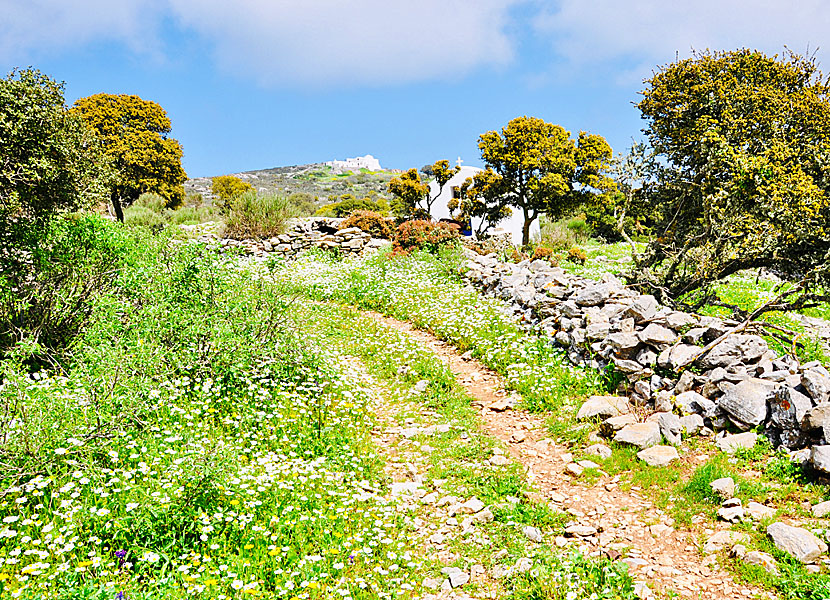 Vandringen mellan Langada och Agios Theologos på Amorgos.