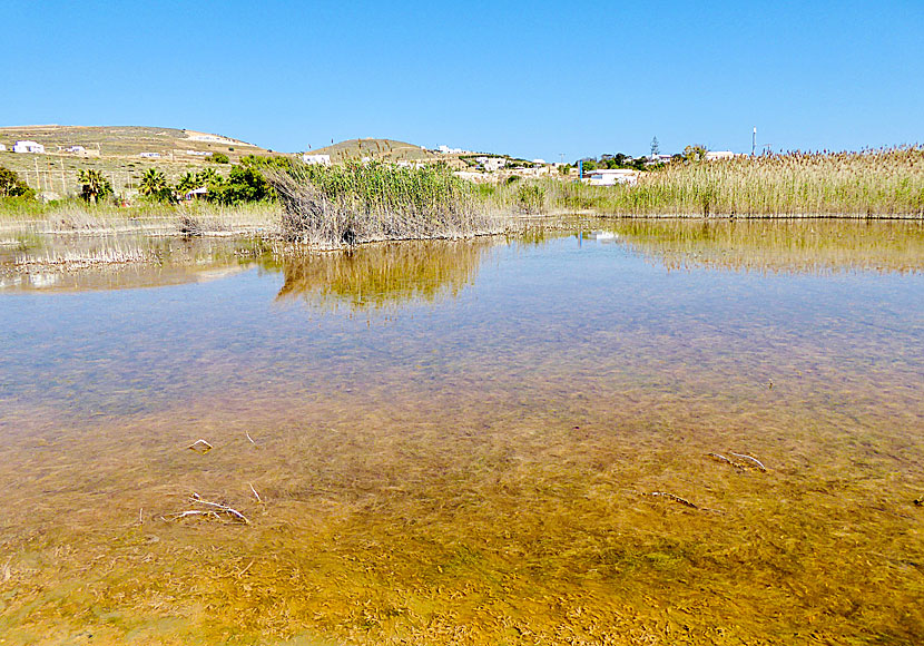 Våtmarken ovanför Psaraliki beach på Antiparos passar dig som gillar att fågelskåda. 