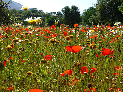 Blommor, träd och växter i Grekland. Kalimera. 