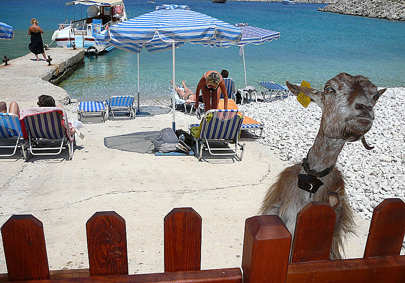 A pair of brown eyes med The Pogues på getstranden Marathounda beach på Symi i Grekland.