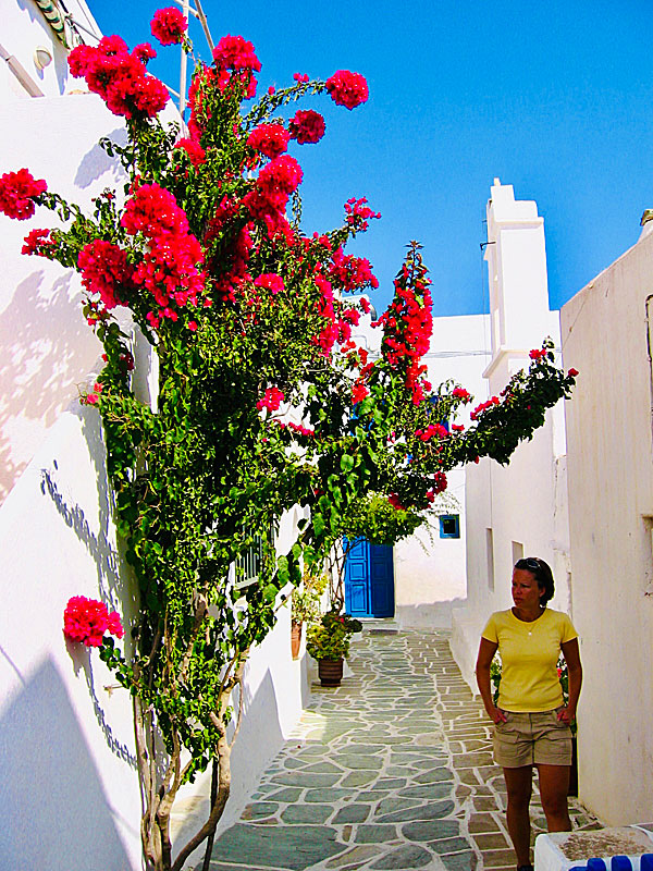 Bougainvillea i Kastro.