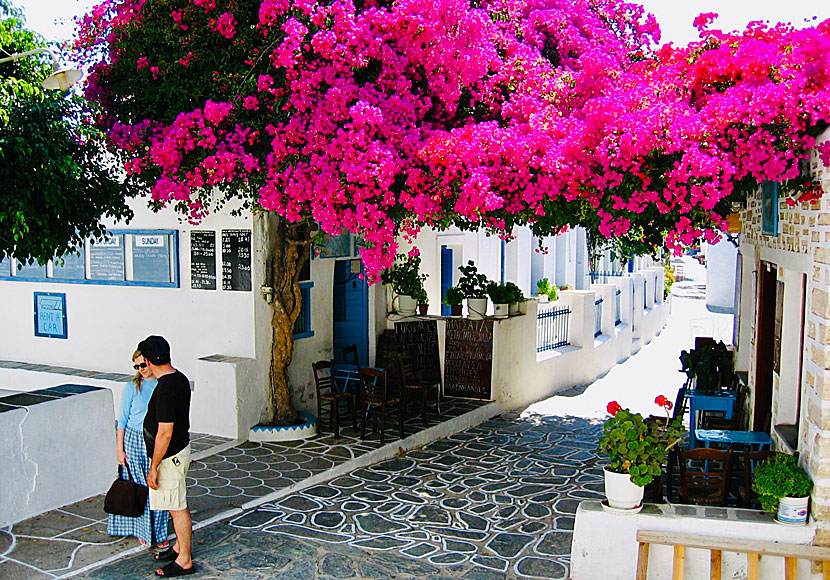 Bougainvillea. Folegandros.