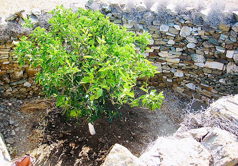 Muromgärdade citronträd växer överallt på Folegandros. 