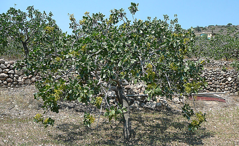 Pistachio. Aegina.