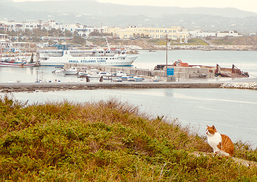 Express Skopelitis i hamnen på Naxos.