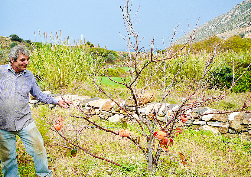 Träd med lotusfrukt på Naxos i Grekland.