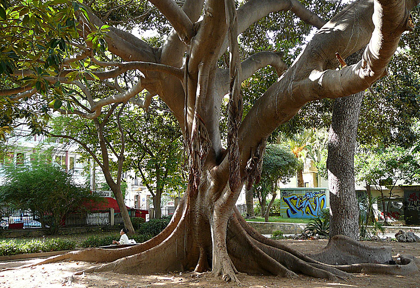 Stadsparken i Chania på Kreta.