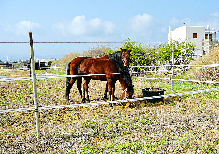 Stamatis Horse Riding. Agia Anna. Naxos. Grekland.