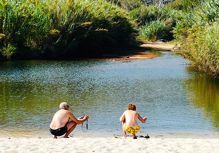 Tama sötvattenssköldpaddor finns på flera platser på Ikaria, bland annat i floden Myrsonas river på Messakti beach. 