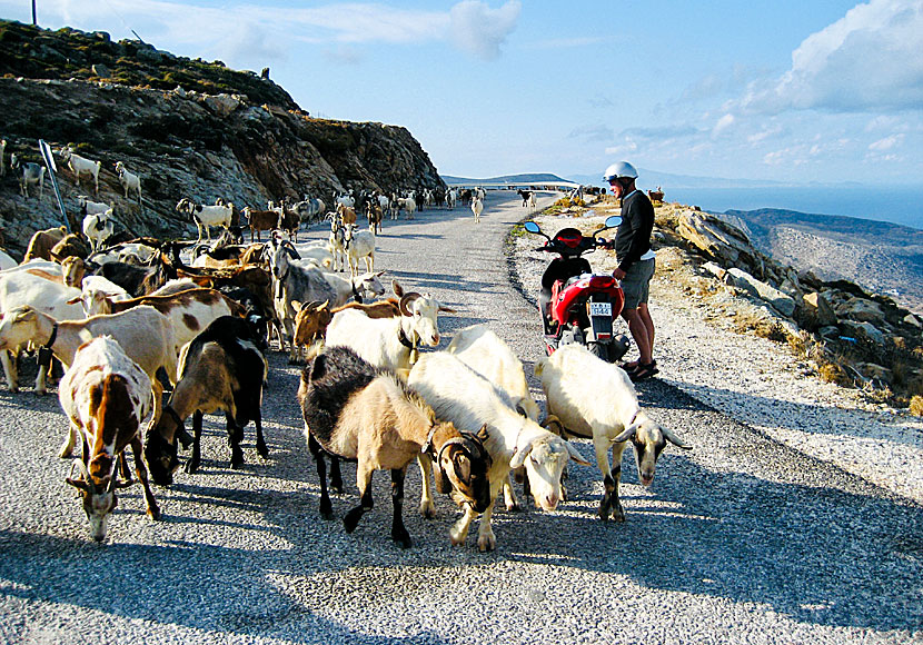 Längs vägen till Agia Theodoti, Psathi och Manganari på Ios springer det stora flockar med getter. 