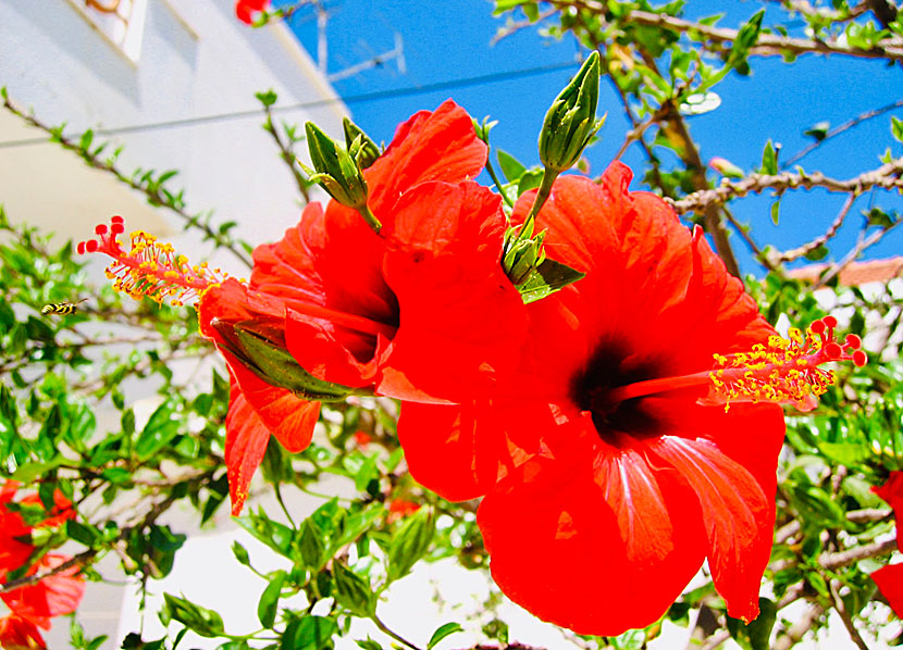 Denna himmelskt vackra hibiskusblomma har jag fotograferat i Diafani.