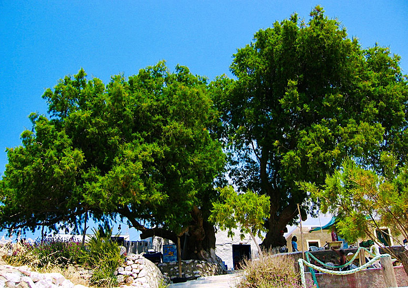 Gamla Taverna Under The Trees i Finiki.