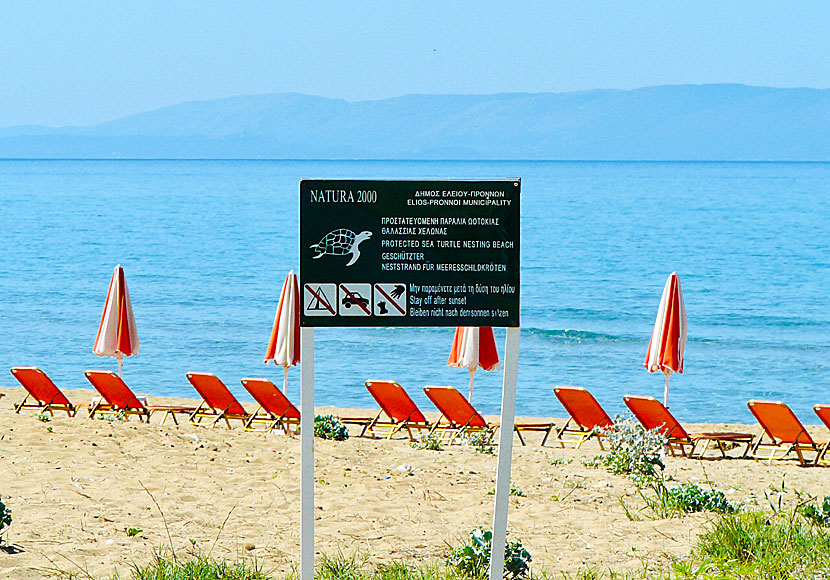 Caretta Caretta. Kaminia. Kefalonia.