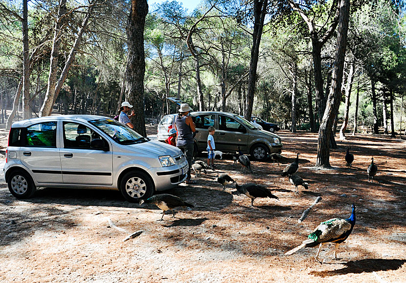 Plaka Forest. Kos. Kreikka.