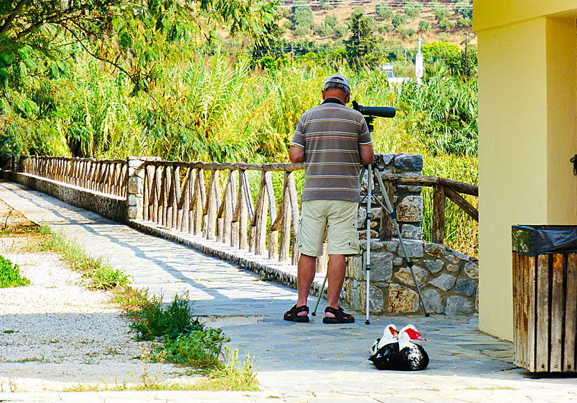 Missa inte Agia Lake nära Chania om du ska fågelskåda på Kreta.