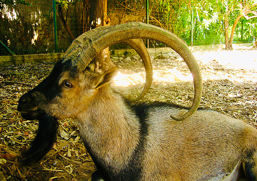 Den kretensiska vildgeten Kri Kri har enormt stora horn.