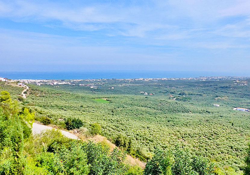 Kolymbari på Kreta är känt för sin goda olivolja och här växer tusentals olivträd.