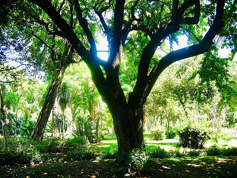 Stadsparken i Chania på Kreta.