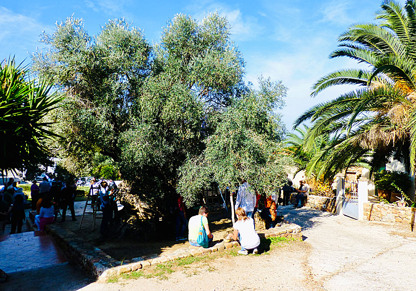 Världens äldsta olivträd växer på Kreta.