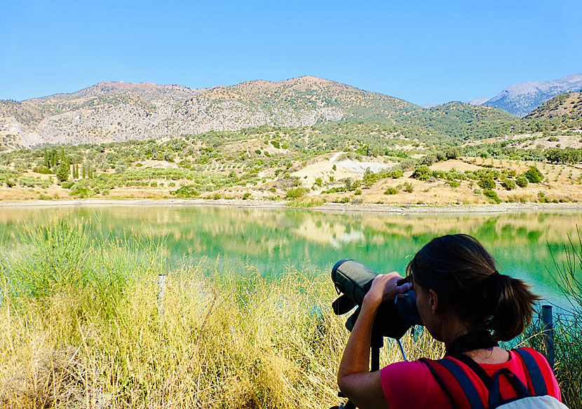 Vitögda dykänder (Aythya nyroca) vid Faneromeni Lake, eller Faneromeni Damm, söder om byn Zaros i Heraklion på Kreta.