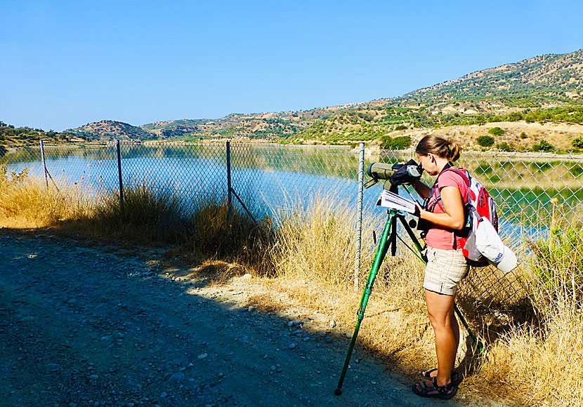 Faneromeni lake på Kreta är ett eldorado för dig som gillar fågelskådning.
