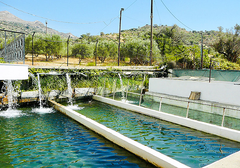 I Zaros på Kreta finns flera fiskodlingar där det odlas forell och lax.