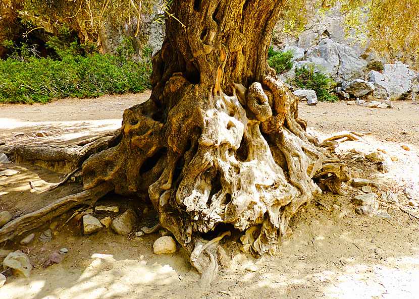 På Kreta växer några av världens äldsta olivträd. Några är över 3000 år gamla.