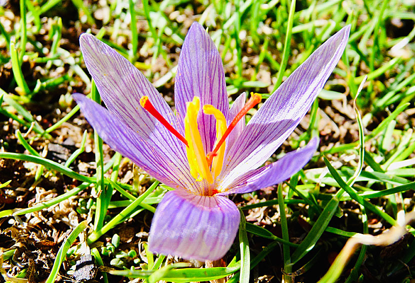 Naturen är inte lika fertil på Nidaplatån som på platåerna Lasithi och Katharo på Kreta. Men här växer Saffranskrokus (Crocus sativus).