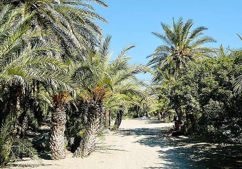 Palmerna i Vai på Kreta.