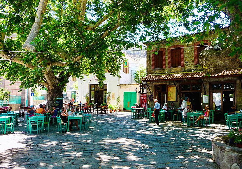 Taverna Pedion. Antissa. Lesbos.