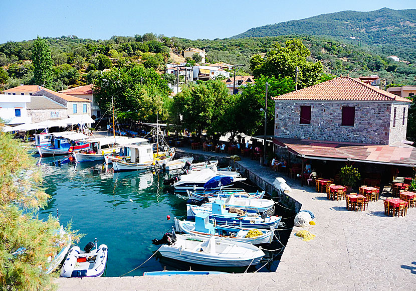 Skala Sikaminias på Lesbos i Grekland.