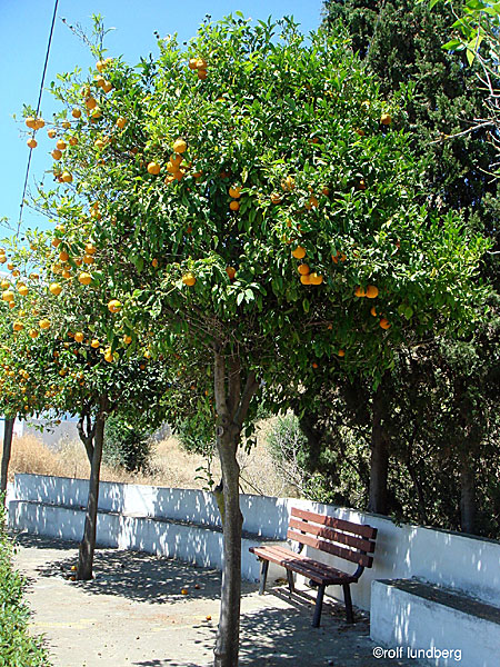 Apelsinträd i Grekland.