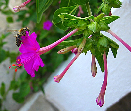 Mirabilis jalapa. Underblomma.